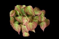 Horny Goat Weed