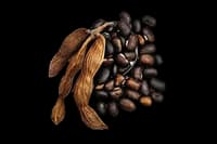 Mucuna Pruriens